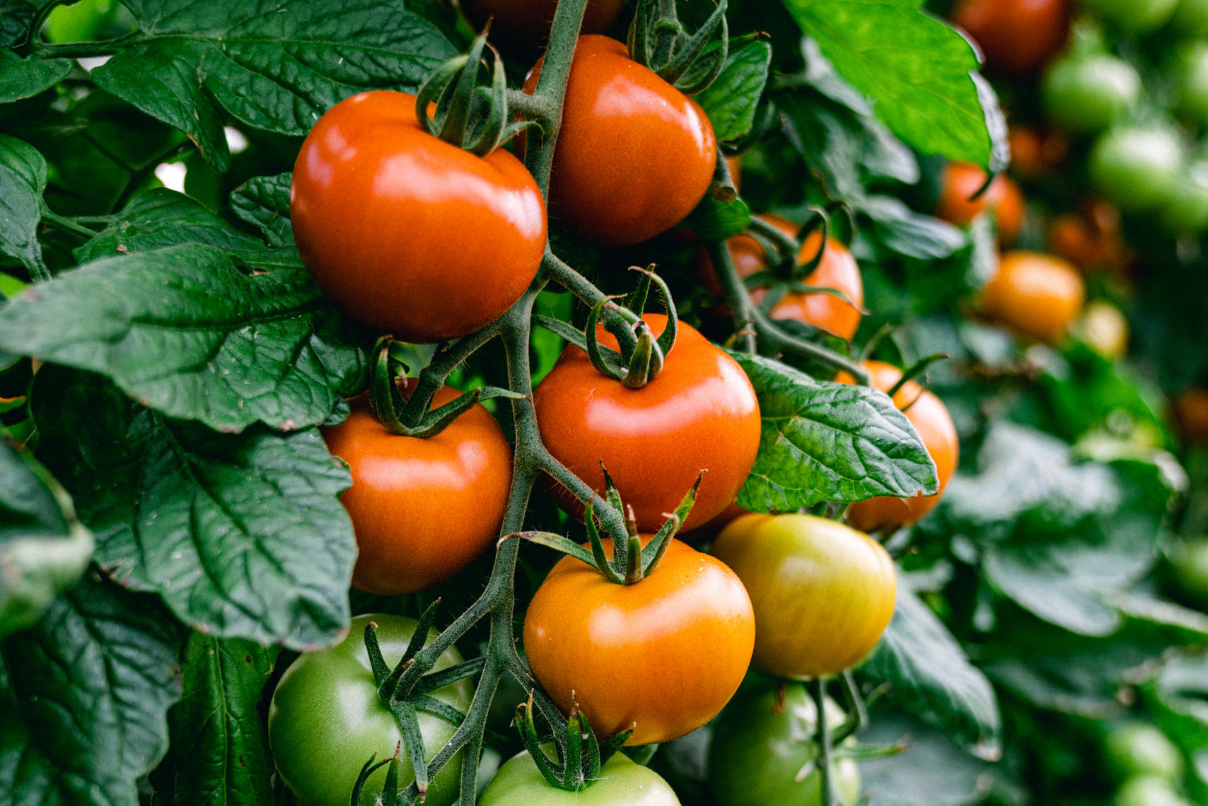 Tomaten