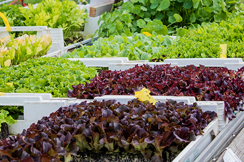 Jungpflanzen im Presstopf 2024